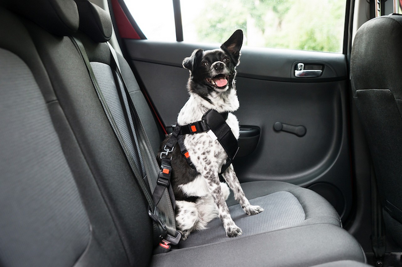 Maintaining Pets Safe in Cars The Regulation, and Some Tips