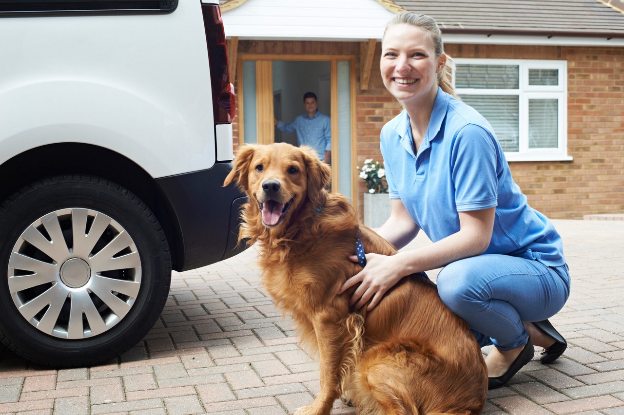 Van Insurance Policy For Your Canine Strolling Organization