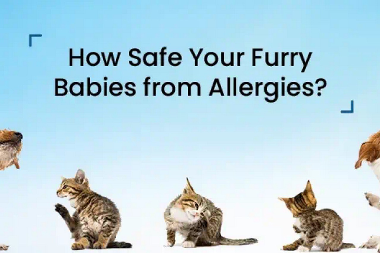 Recognizing Animal Allergies: Reasons, Signs and Therapy