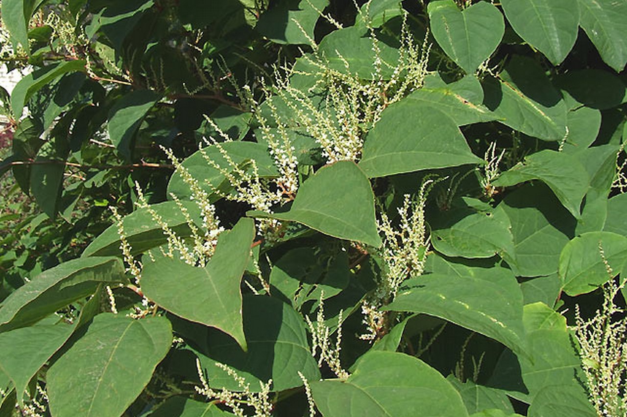 Every little thing you require to find out about Japanese knotweed and exactly how to eliminate it