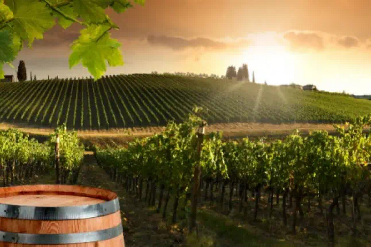 Finest White Wine Vacations worldwide|Leading Locations for White Wine Fans